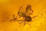 Fossil Caddisfly (Trichoptera) and Fly (Diptera) in Baltic Amber #207483-2